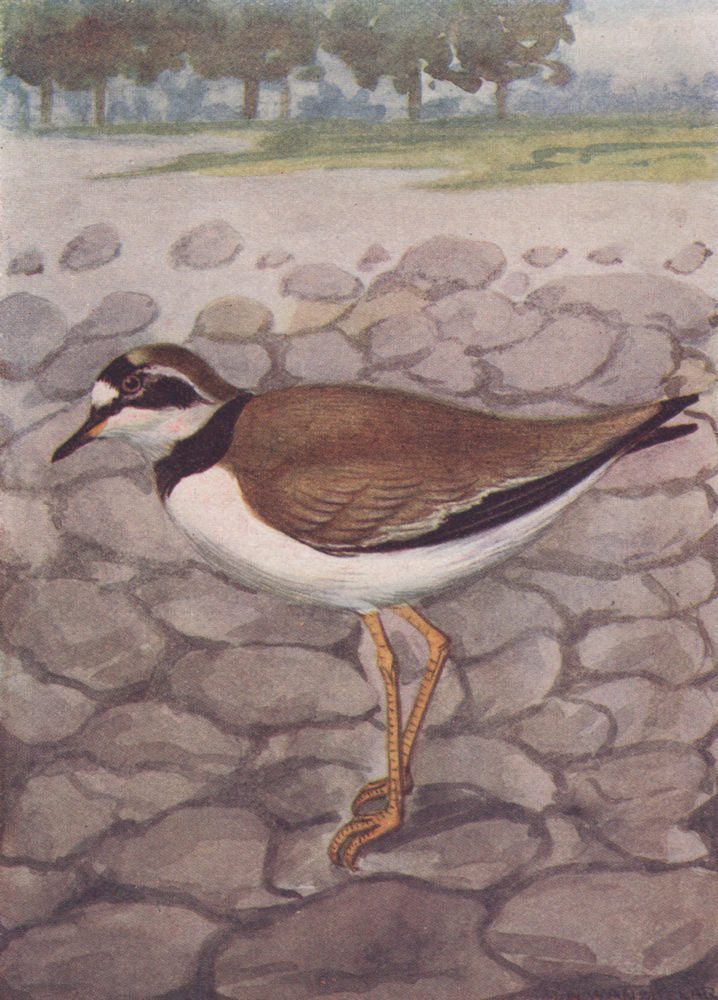 INDIAN BIRDS. The Little Ringed Plover 1943 old vintage print picture